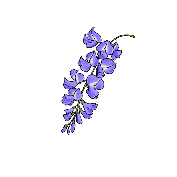 drawing flowers of wisteria isolated at white background