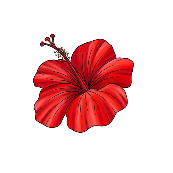 Tekening bloem van hibiscus geïsoleerd op witte achtergrond — Stockfoto