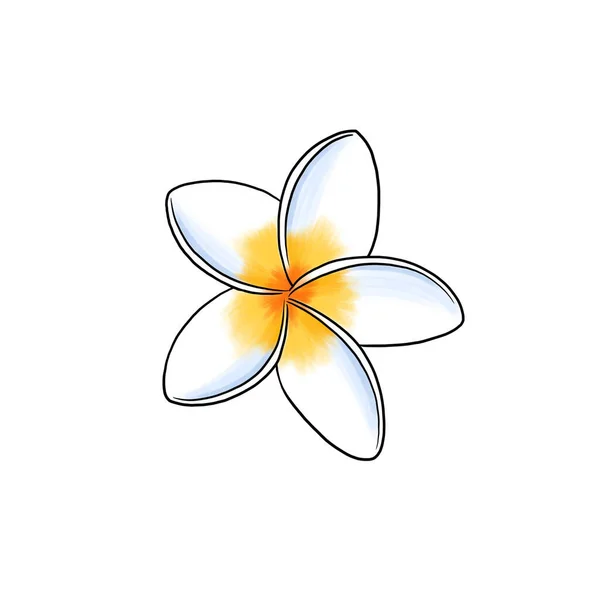 Drawing flower of plumeria isolated at white background — Stockfoto