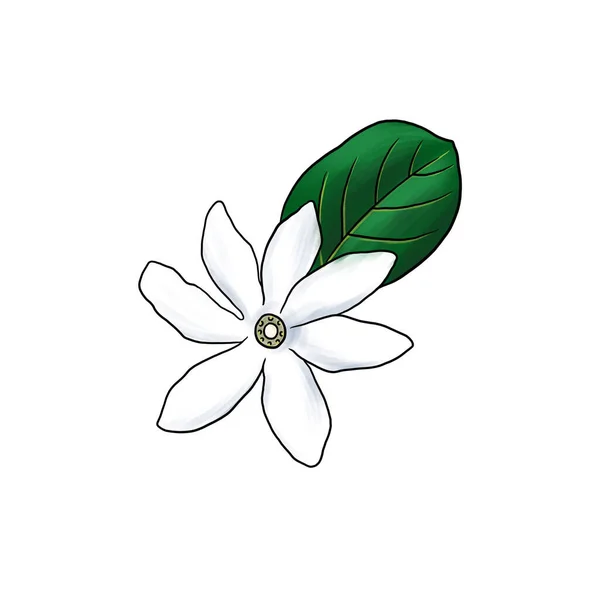 Zeichnung Blume Tahitian gardenia isoliert auf weißem Hintergrund — Stockfoto