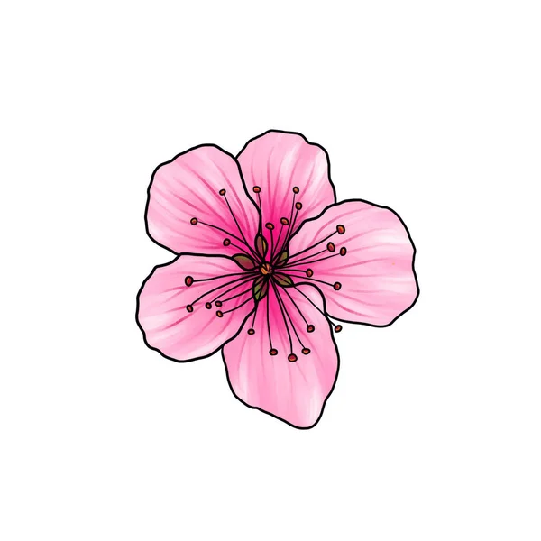 Drawing flower of peach isolated at white background — 스톡 사진