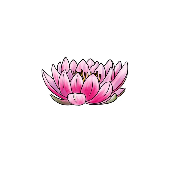 Drawing flower of water lily isolated at white background — ストック写真