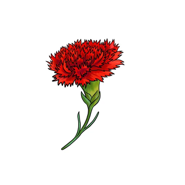 Drawing flower of carnation isolated at white background — Stockfoto