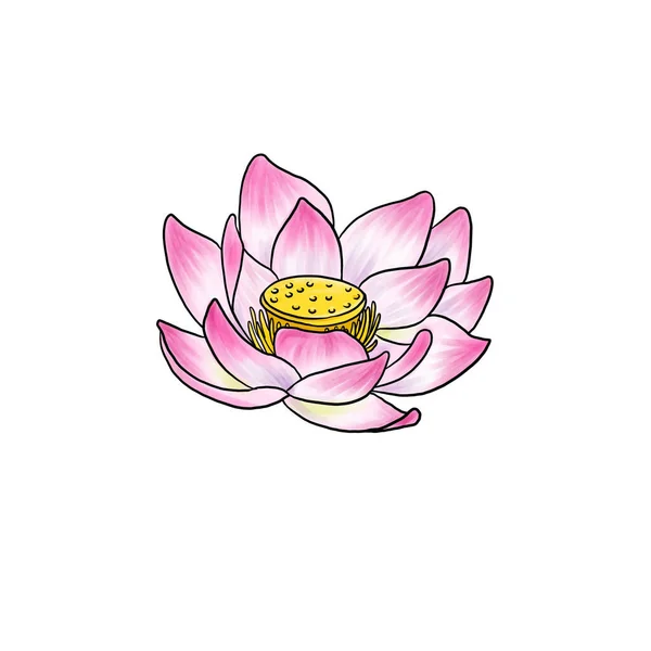 Drawing flower of lotus, isolated at white background — стоковое фото