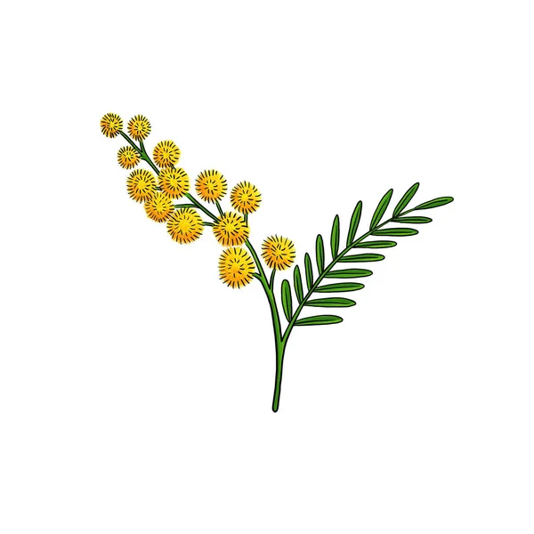 Малюнок квітки мімози ізольовано на білому фоні — стокове фото