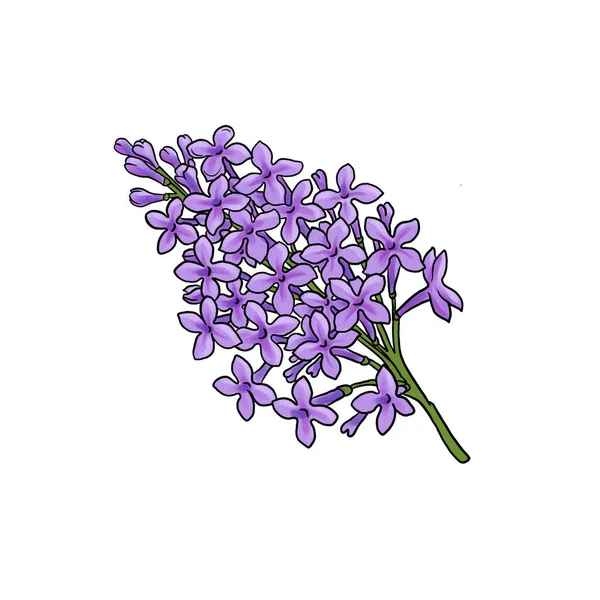 Drawing flower of lilac isolated at white background — ストック写真