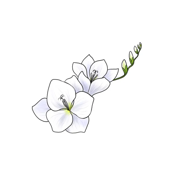 Drawing flower of freesia isolated at white background — Stockfoto