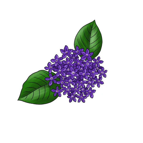 Drawing flower of heliotrope isolated at white background — Stockfoto