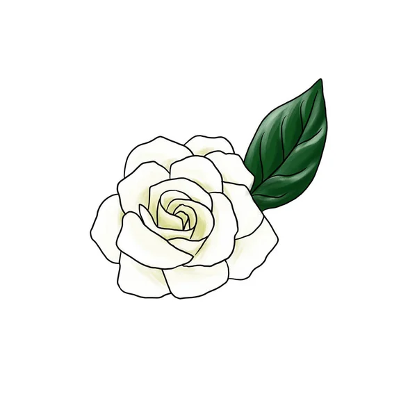 drawing flower of gardenia isolated at white background