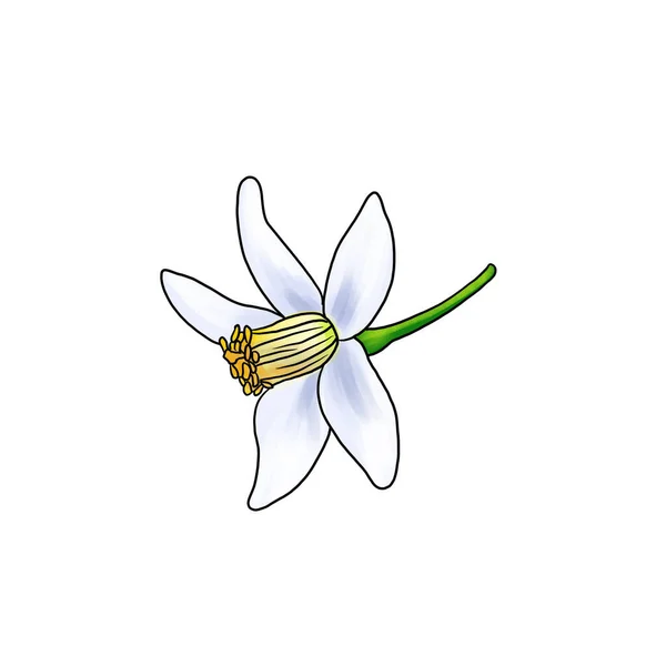 Drawing flower of neroli isolated at white background — Foto de Stock