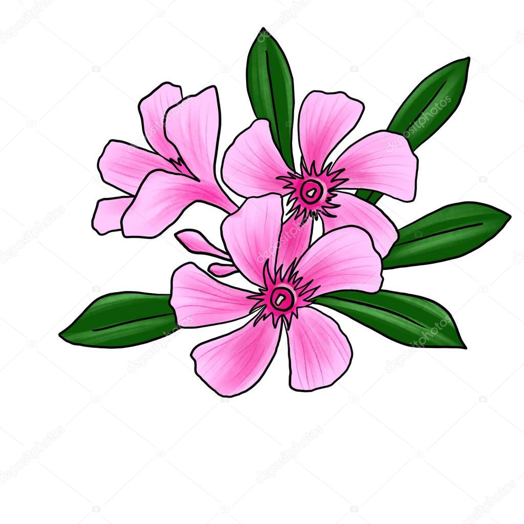drawing flower of oleander isolated at white background