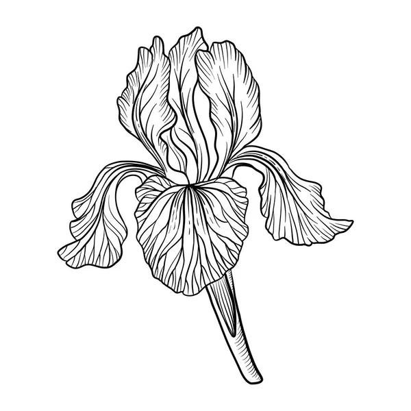 Dibujo flor de iris — Vector de stock