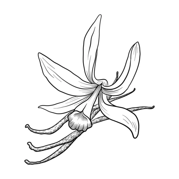 Kreslení květiny vanilky — Stockový vektor