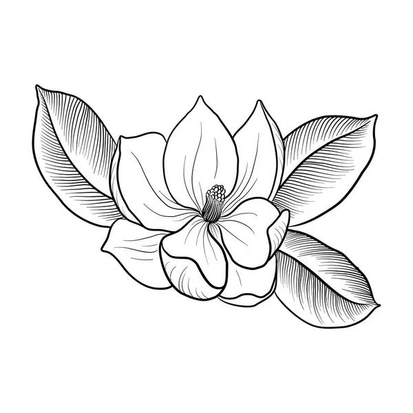Kreslení květu magnólie — Stockový vektor
