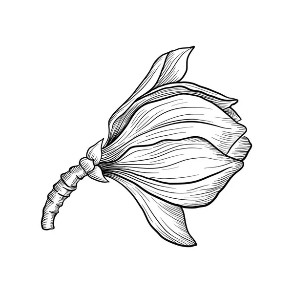 Kreslení květu magnólie — Stockový vektor