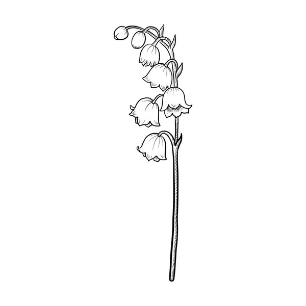 Desenho flor de lírio de vale — Vetor de Stock