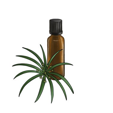 Cypriol çizimi, temel yağ