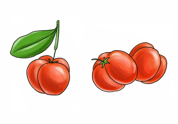 Disegno acerola frutti su sfondo bianco — Foto Stock