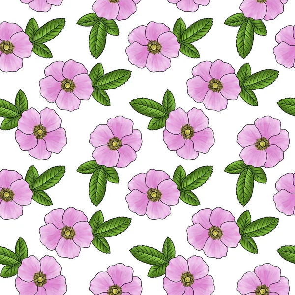 Dibujo flor de rosa silvestre aislado en el fondo blanco —  Fotos de Stock