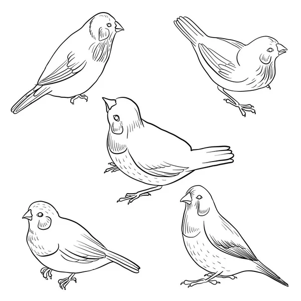 Wektor rysunek siedzi ptak — Wektor stockowy