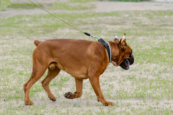 ボクサーとドッキングテール。前の犬も耳を切り落とした. — ストック写真