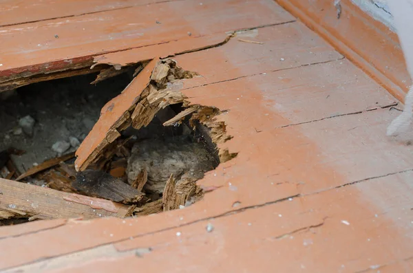 Beschädigter Holzboden Eines Wohnhauses Holzbretter Die Von Termiten Gefressen Oder — Stockfoto