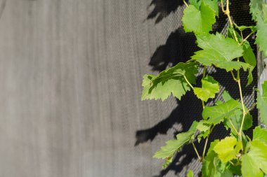 Bulanık gri arka planda yeşil yapraklı bir üzüm dalı. Parlak güneş ışığında yeşil sarmaşık. Seçici odak.