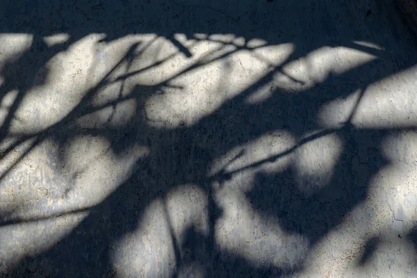 Gray shadows of branches and leaves on the old front wall. The cracked, weathered wall of the building. Sunlight. Selective focus.