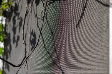 Gri arka planda kuru bir dedikodu. Dikey bir metal örgü duvarında yapraksız üzüm dalları. Şarap yapımı. Seçici odak.