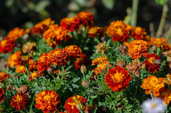Gyönyörű Narancssárga Virágok Egy Virágágyban Tagetes Egy Nemzetség Éves Vagy — Stock Fotó