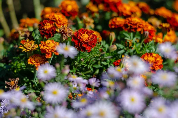 Tagetes Und Astern Blumenbeet Orangefarbene Und Blaue Dekorative Blumen Floristik — Stockfoto