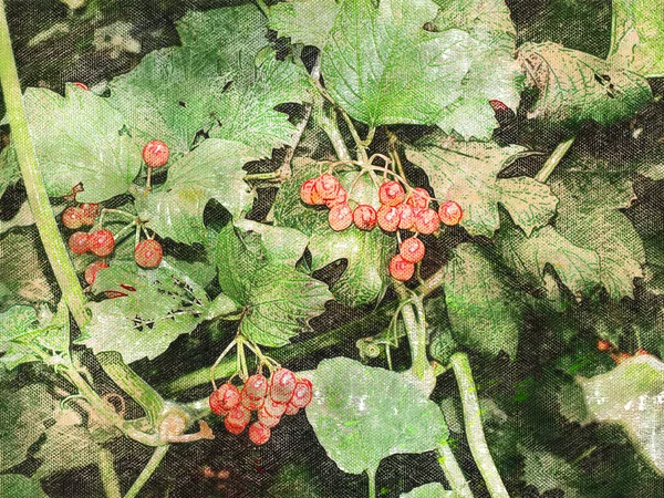 Červené Viburnum Bobule Větvi Zahradě Viburnum Vulgaris Bobule Listy Růže — Stock fotografie