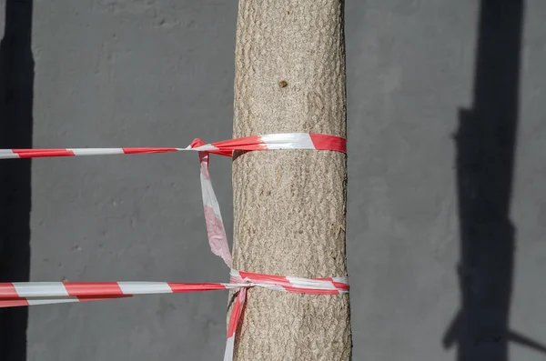 Gri Duvara Karşı Kırmızı Beyaz Bariyerler Kurdele Bir Ağacın Gövdesine — Stok fotoğraf