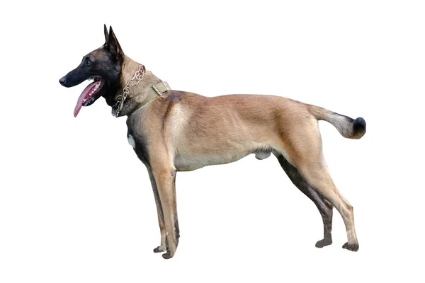 ベルギーの羊飼いやマリノイの犬の品種のフル成長した男性ポーター ペット サービス犬の品種 白い背景に隔離されている サイドビュー — ストック写真