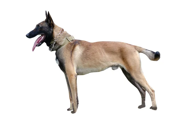 Volwassen Mannelijke Portier Van Belgische Herder Malinois Hondenras Huisdier Service — Stockfoto