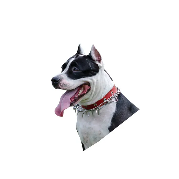 男性アメリカ人のスタッフォードシャー テリアの犬の肖像画 ペット サービス犬の品種 白地に隔離された — ストック写真