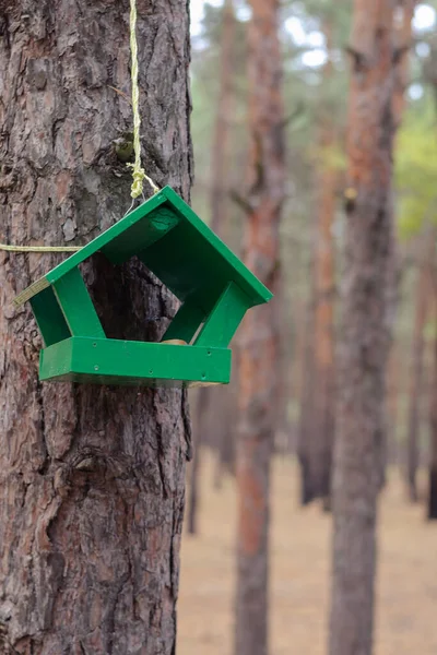 Alimentador Madeira Verde Para Aves Selvagens Animais Floresta Alimentador Tronco — Fotografia de Stock