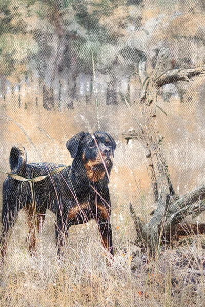 一个Rottweiler狗的全长肖像一种成年雄性 体格健壮 站在干枯的野草中间 附近一棵倒下的树的有刺的树干 数码水彩画 — 图库照片