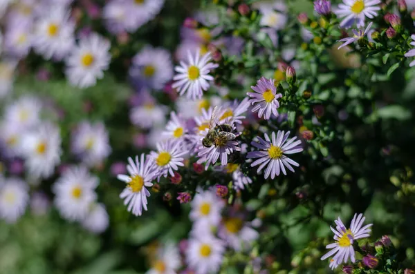 Alpine Astern Bienen Bestäuben Schöne Zierblumen Beet Blühen Selektiver Fokus — Stockfoto
