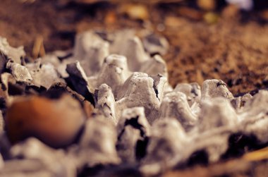 Tepside yanmış tavuk yumurtası. Kartondan yumurta tepsisinden yanmış tavuk kabukları. Yakın plan. Dışarı çıkın. Seçici odak.