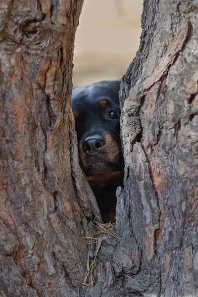 Een Ongewoon Portret Van Een Vrouwelijke Rottweiler Hond Kijkt Camera — Stockfoto