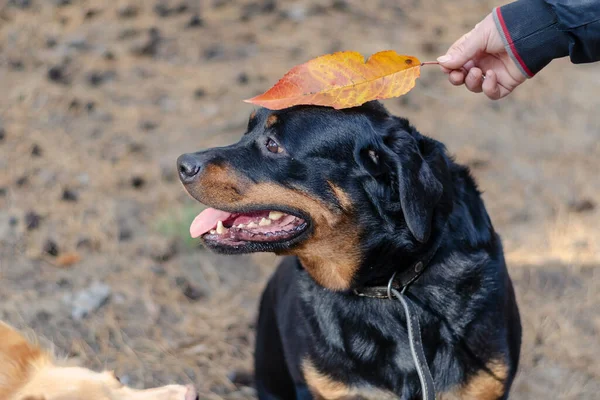 Evcil Bir Hayvanla Yürüyüş Rottweiler Köpeği Bir Kadının Eli Düşmüş — Stok fotoğraf