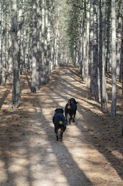 Две Собаки Бегут Пустой Дорожке Лесу Мужчина Женщина Ротвейлер Солнечный — стоковое фото