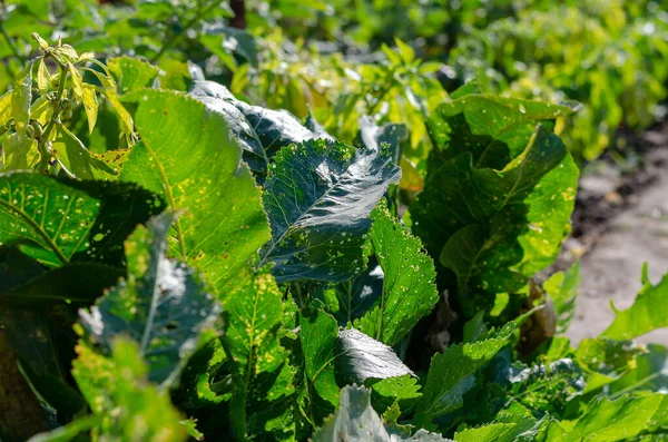 기생충에 손상된 Horseradish 구멍이나 벼룩이나 손상은 잎벌레 페이돈아 것이다 선택적 — 스톡 사진