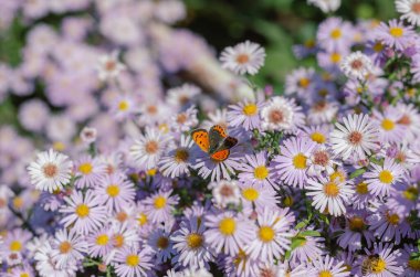 Alp astarı. Kelebekler ve Arılar yatakta çok güzel süs çiçekleri üretiyorlar. Çiçek açıyor. Seçici odak.