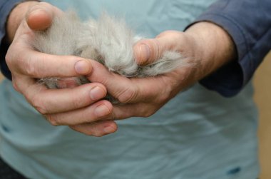 Bir adam elinde bir tomar gri kedi tüyü tutuyor. Bir top karışık kedi tüyü. Tımarlama. Evcil hayvanlar. Seçici odak.