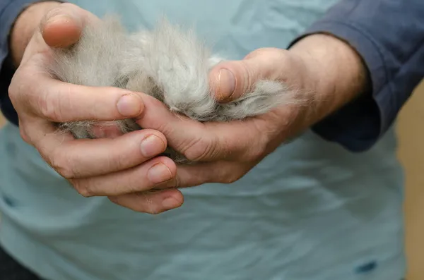 Bir adam elinde bir tomar gri kedi tüyü tutuyor. Bir top karışık kedi tüyü. Tımarlama. Evcil hayvanlar. Seçici odak.