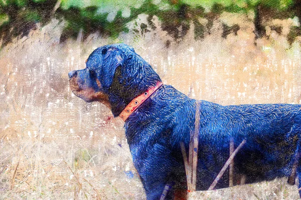 赤い襟の若い男性ロットワイラー 犬は野の乾燥した黄色い草の前に立っている ペット デジタル水彩画 — ストック写真