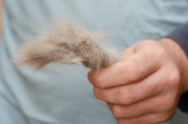 Bir adam elinde bir tomar gri kedi tüyü tutuyor. Bir top karışık kedi tüyü. Tımarlama. Evcil hayvanlar. Seçici odak.