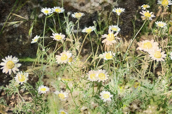 Bloei Van Lente Weide Bloemen Veld Witte Madeliefjes Het Zonlicht — Stockfoto